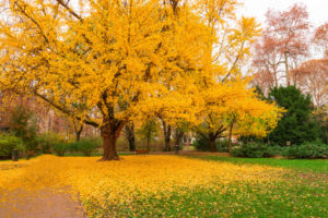 aussergewoehnliche baeume fuer den garten ginkgo biloba